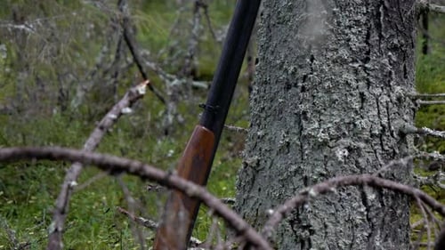 Gun leaning against tree in green forest, upwards tilt shot