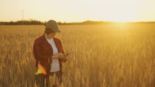 Girl Agronomist in the Sun at Sunset with a Tablet in the Field