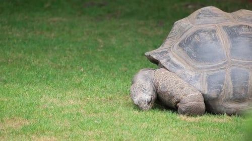 Chelonoidis Reptile Grazing on Grass in the Wildlife Grassland