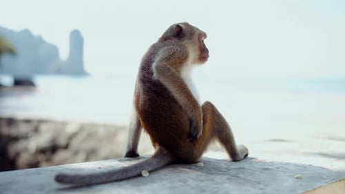 Monkey Sitting on Wall by Tropical Beach