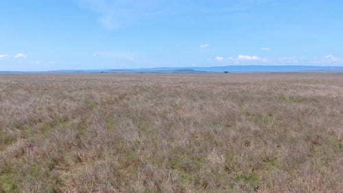 Aerial of African savannah and acacia tree during sunny day