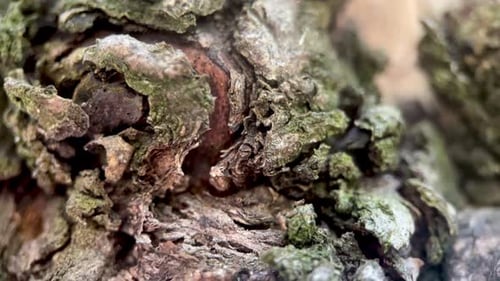 Old Textures Tree, Background, Slider Shot