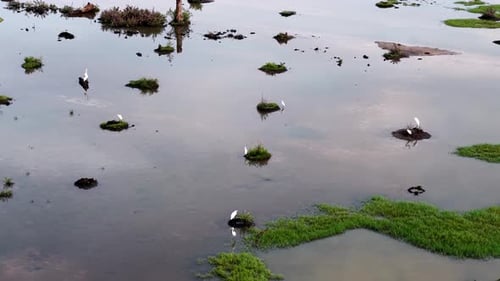 Aerial view captures a white egret staying still in wetland