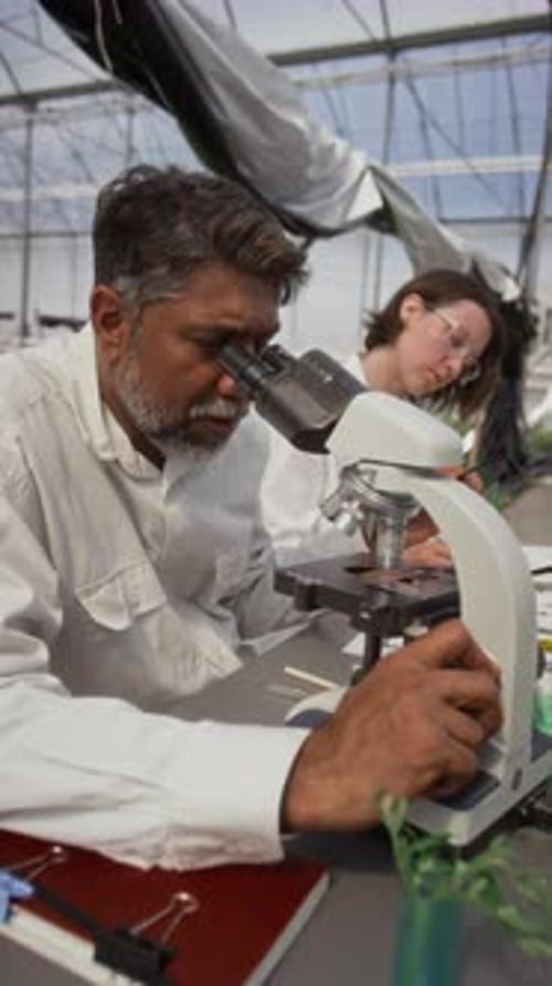 Scientist Looking Through Microscope in Bright Greenhouse