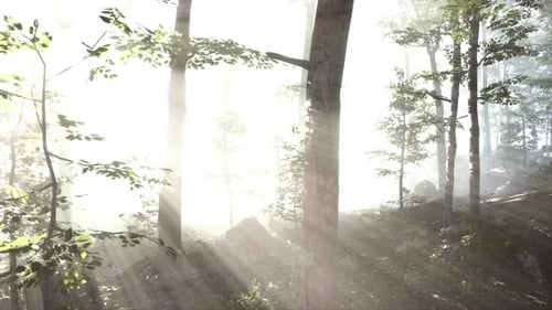 Panoramic View of the Majestic Forest in a Morning Fog