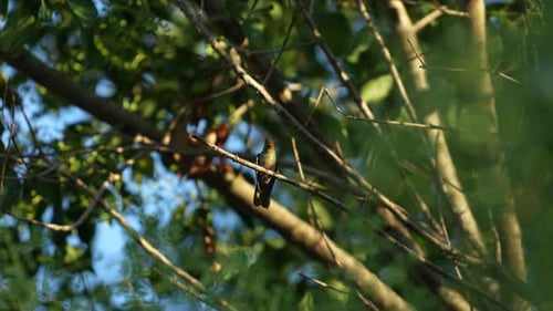 Natural Tranquility: Hummingbird Resting Serenely on a Branch