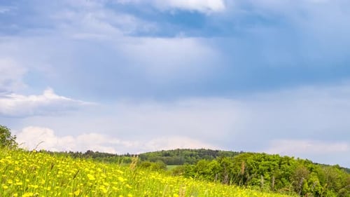 Meadow with Green Grass and Dandelions in a Hilly Valley Under a Cloudy Sky