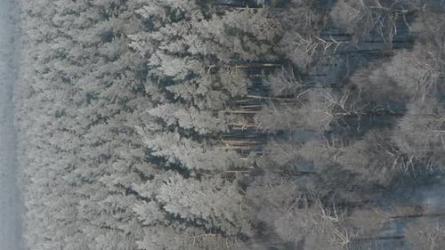 Beautiful Snowy White Forest In