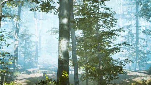 Sunny Silhouetted Forest with Sunbeams Through Fog