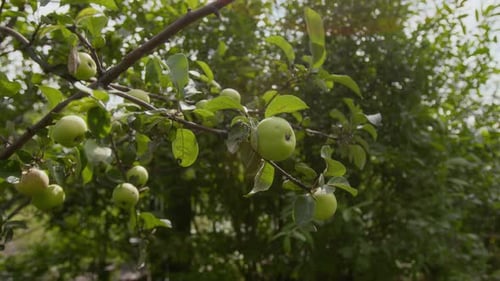 Green Apples Ripening on Tree in Fruit Orchard on Summer Day