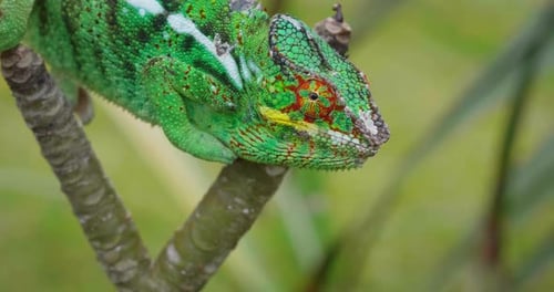 Gros plan d'un caméléon posé sur une feuille et se camouflant dans la nature environnante.