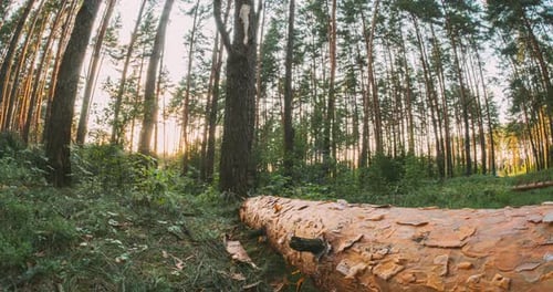 Sunlight Sunrays Sunbeams Shine Through Fallen Pine Tree In Autumn Forest Landscape Shadows in