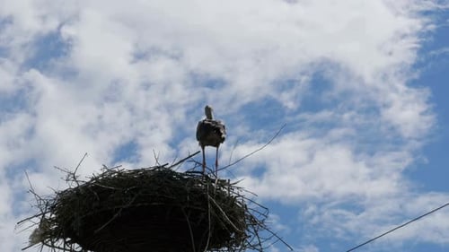 Cigogne dans un nid sur un pilier Lignes électriques à haute tension sur fond de ciel