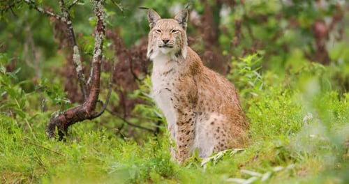 Lynx Resting in a Lush Green Forest