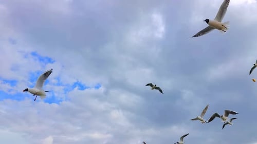 Flock Of Seagulls Feeding Bread In A Cloudy Sky In Spring 5