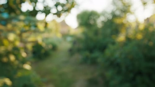 Summer Garden Blurry Background with Trees and Plants Natural Blur Out of Focus Lens
