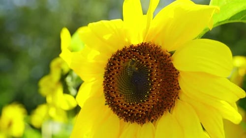 Bee Collecting Pollen from Sunny Yellow Sunflower