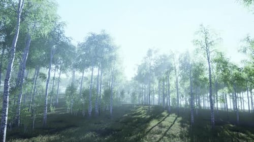 Birches with Green Leaves Sway in the Strong Wind