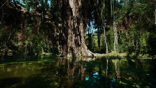 Ancient Tree in Tranquil Swamp Forest Cinematic Camera Movement