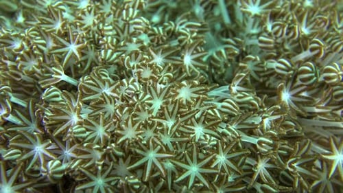 Xenia soft corals pulsating close up macro shot on coral reef