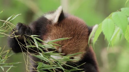 Nahaufnahme eines niedlichen roten Pandas, der Bambusblätter in Zeitlupe isst