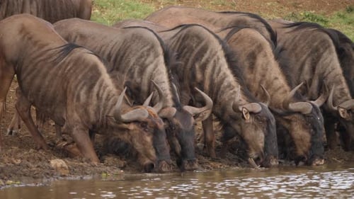 Pan across faces of Wildebeest drinking muddy water at African pond