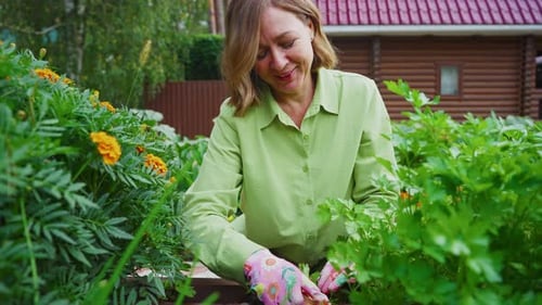 Woman Weeding Parsley in Garden Bed