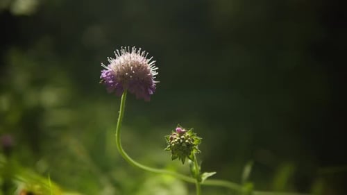 Beautiful Sunlight in the Forest Sun Rays Break Through the Foliage of Magnificent Green Tree
