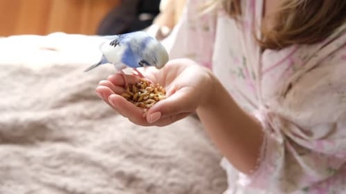 Owner Woman Feeding a Budgie Closeup White Blue Budgerigar Perching on the Hand Pet Bird is Eating