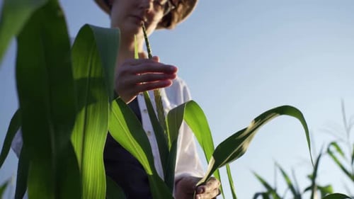 Young female farmer stands on the field on sunny day Agro industry plantation corn field hands touch