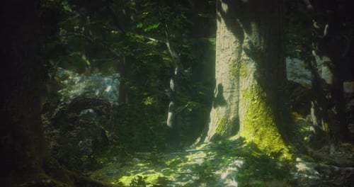 Sunlight Filters Through Lush Trees in a Serene Forest Landscape