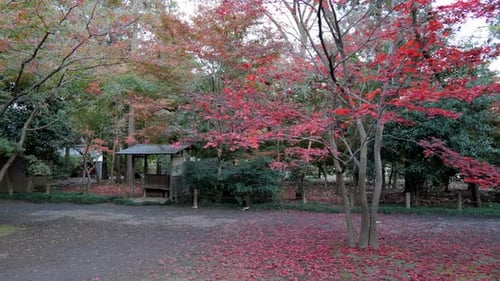 A park in Tokyo where in autumn the maple leaves turn reddish. An opportunity to contemplate in peac