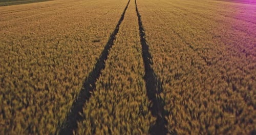 Golden wheat field at sunset with tractor tracks