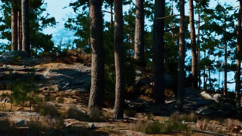Pine Forest Filled With Tall Trees