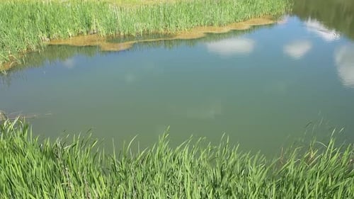 Aerial View Of Reeds In The Lake
