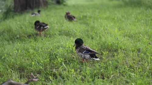 Enten liegen und laufen auf dem grünen Gras. Enten ruhen sich aus und putzen ihre Federn
.