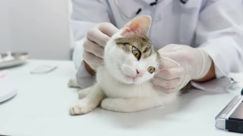 A Cat Having a Checkup at a Small Animal Vet Clinic