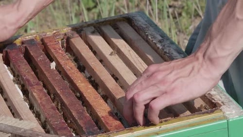 Beekeeper takes out honeycomb with bees