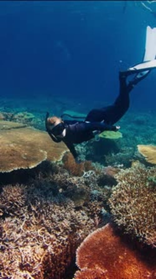 Female Freediver Swims Underwater in the Tropical Sea and Enjoys the Healthy Coral Reef in the