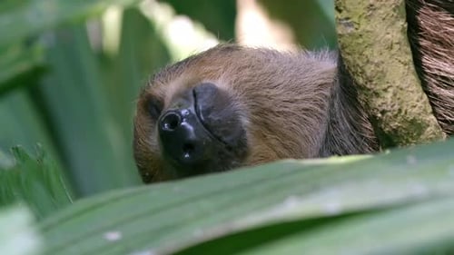Nahaufnahme eines schlafenden Faultiers mit zwei Zehen und herausgestreckter Zunge, das kopfüber an einem Ast hängt