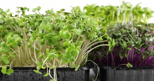 Cabbage purple seedling, mustard plant and helianthus. Slow motion.