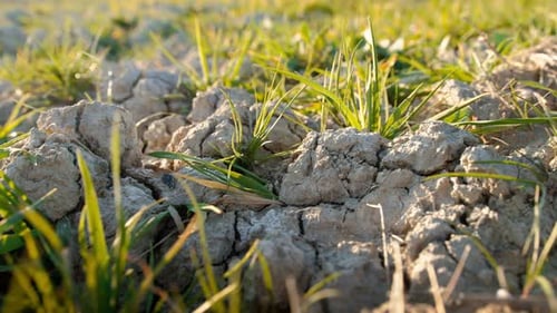 Fresh Green Grass Growing Through Cracked Soil