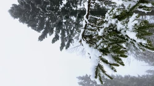 Chute de neige entre les pins lors de fortes chutes de neige en hiver, forêt dense par temps froid
