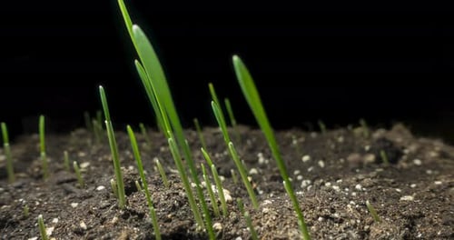 Fresh Grass Growing Macro Timelapse Closeup of Germination and Growth of Tiny Grass Cereal Crop