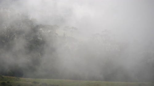 Forest in Heavy Fog Cloud