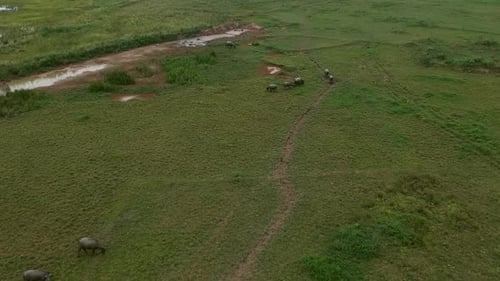 Aerial view of water buffaloes looking for mud, Vietnam