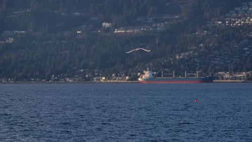 Seagull Flying Above Water In Canada. slow motion, tracking shot