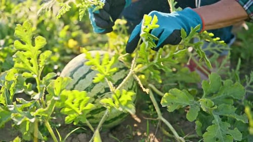 Closeup of Watermelon Plant Small Ripening Berry and Farmer's Hands