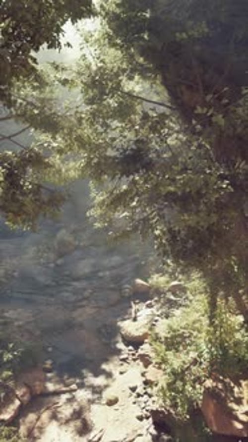 A River Running Through a Lush Green Forest