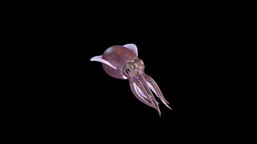 Bobtail Squid Swim